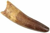 Fossil Spinosaurus Tooth - Real Dinosaur Tooth #312904-1